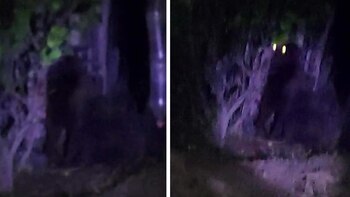 Un gorila se extravió en