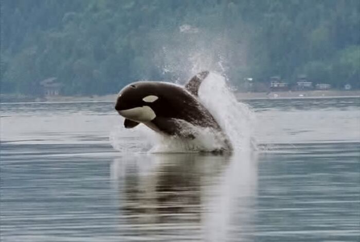Jared Towers, director de Bay Cetology, señala que este comportamiento no tiene una única explicación clara, sino múltiples causas posibles, como la exploración social, el juego o la atracción de otras especies. (De Minette Layne from Seattle, Washington, USA - Single breaching orca (cropped), CC BY 2.0)