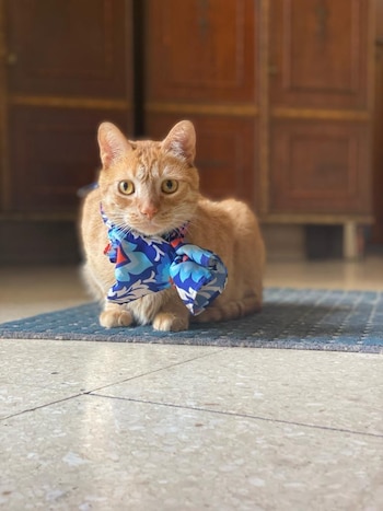 Los gatos piensan que los