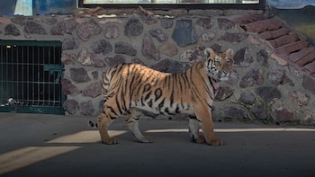 Profepa asegura a tigres, jaguares