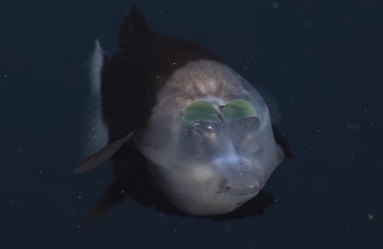 Fosa de las Marianas