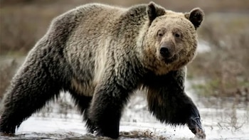 Conocido como grizzly, el oso