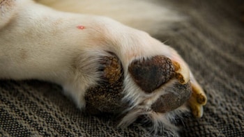 Perrito murió tras ingerir una