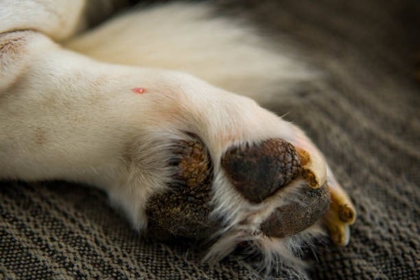 La muerte de Lucky en el norte de Bogotá alerta sobre el envenenamiento de mascotas con salchichas contaminadas en parques y zonas residenciales - crédito iStock