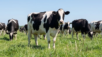 Varias vacas de pelaje blanco y negro con manchas en un campo de hierba verde bajo un cielo azul claro. Una vaca mira de frente.