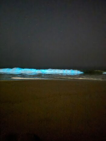 Así se vio la bioluminiscencia