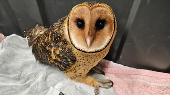 Un transeúnte dio aviso sobre