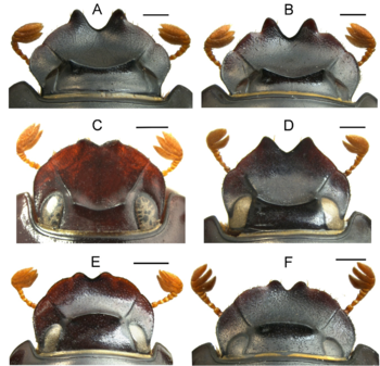 Variabilidad: A) S. strenuarum; B)