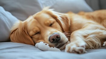 Los perros tienden a ocultar