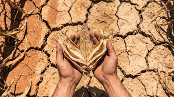 Unas manos sostienen una mazorca de maíz seca sobre un terreno de tierra profundamente agrietada.