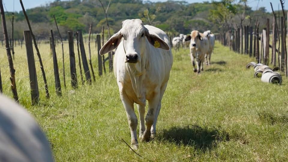 La presidenta Laura Fernández informó que más de 28 mil fincas están incorporadas al registro, diseñado para documentar el origen, los desplazamientos y las condiciones sanitarias de cada bovino del país (Foto cortesía Ministerio de Agricultura y Ganadería)
