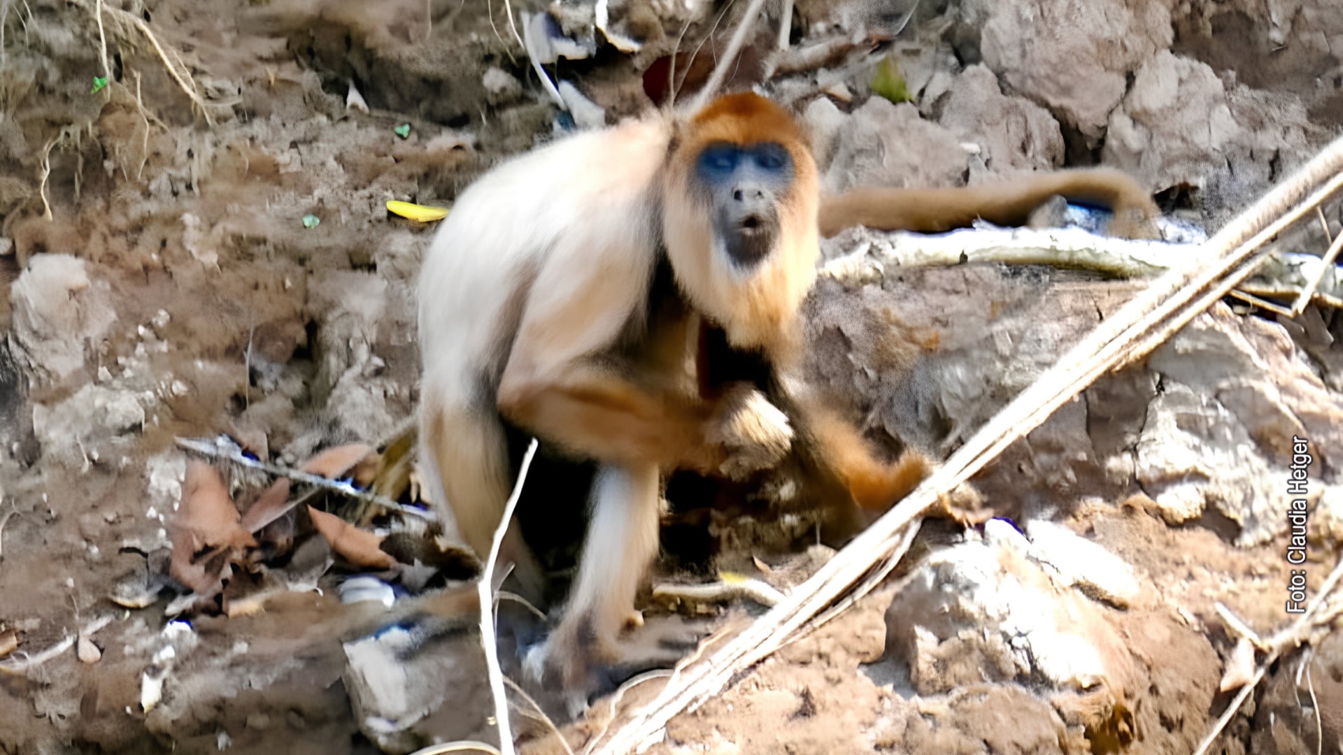 El misterioso mono blanco del Manu: así es el primer registro fotográfico de un cotomono rojo con leucismo en Perú
