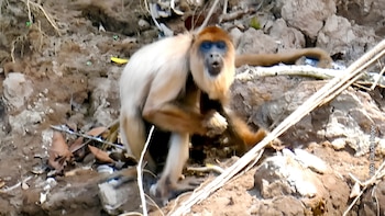 El misterioso mono blanco del Manu: así es el primer registro fotográfico de un cotomono rojo con leucismo en Perú