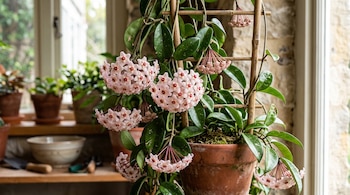 Planta de Hoya carnosa con ramilletes de flores rosadas en maceta de arcilla junto a un enrejado de bambú.