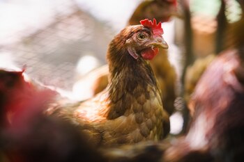 El ministerio señaló que "la