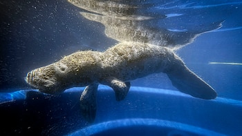 Joven manatí reaviva la esperanza en Amazonía