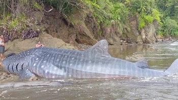 Murió tiburón ballena que apareció encallado y herido en una playa de Nabugá, en Bahía Solano: autoridades investigan las causas