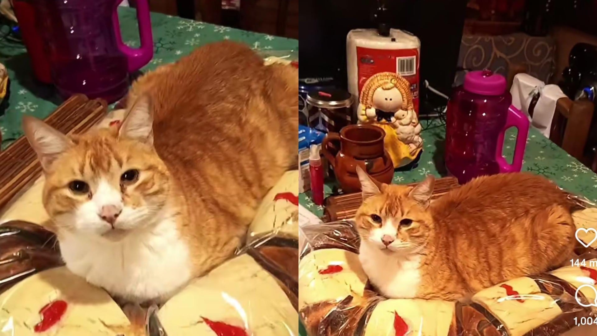 Gato Totopo se vuelve viral por acostarse en la Rosca de Reyes