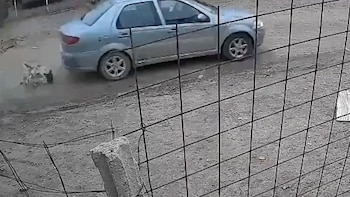 La perra Akira sufrió graves