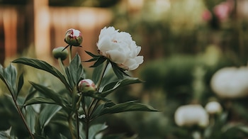 Las peonías necesitan ser plantadas
