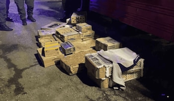 Varias cajas de cartón y jaulas cubiertas de tela sobre el asfalto junto a un camión rojo en la noche, con las piernas de dos personas de pie cerca