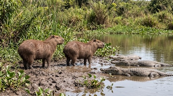 Dos carpinchos sobre barro junto a tres caimanes descansando en la orilla de un cuerpo de agua con vegetación.