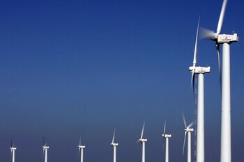 FOTO DE ARCHIVO: Plantas de