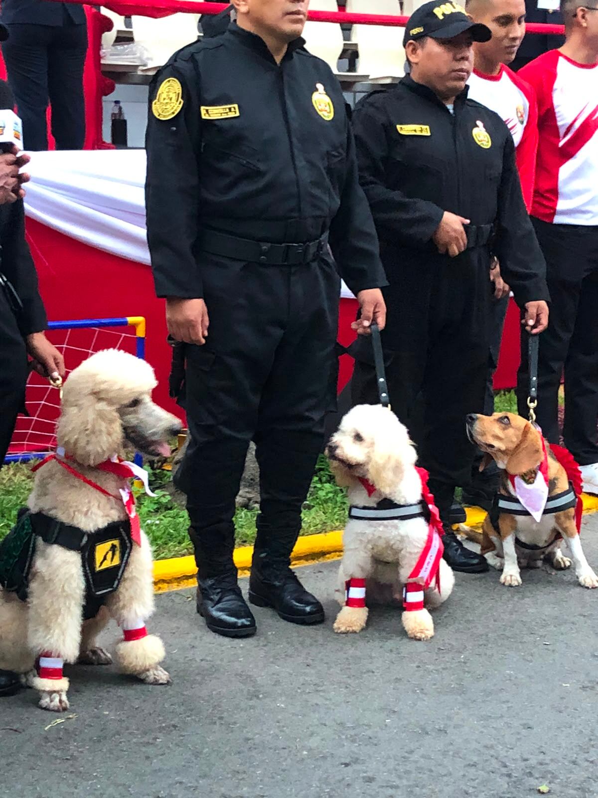 Oficiales de la Policía Nacional del Perú y su unidad canina, con perros ataviados con los colores patrios, participan en el desfile militar del 29 de julio en la Avenida Brasil de Lima.