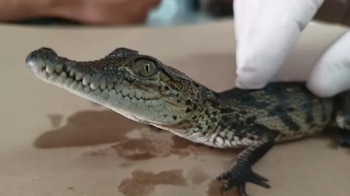 Ejemplar de caimán de hocico