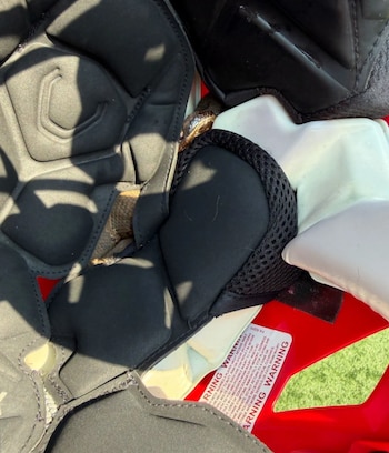 Interior de un casco de fútbol americano rojo con acolchado negro y una serpiente de color marrón con un ojo visible entre el relleno