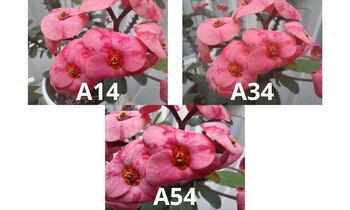 Pusimos a prueba el A14,