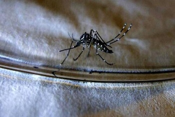 El dolor articular severo es