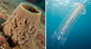 Las esponjas y los ctenóforos,