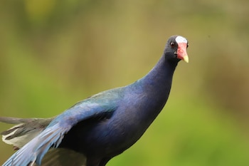 Más de 1300 tinguas fueron