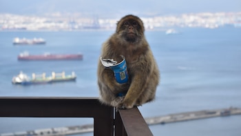 Por qué comen tierra los macacos de Gibraltar: una investigación reveló la influencia humana en su nueva costumbre