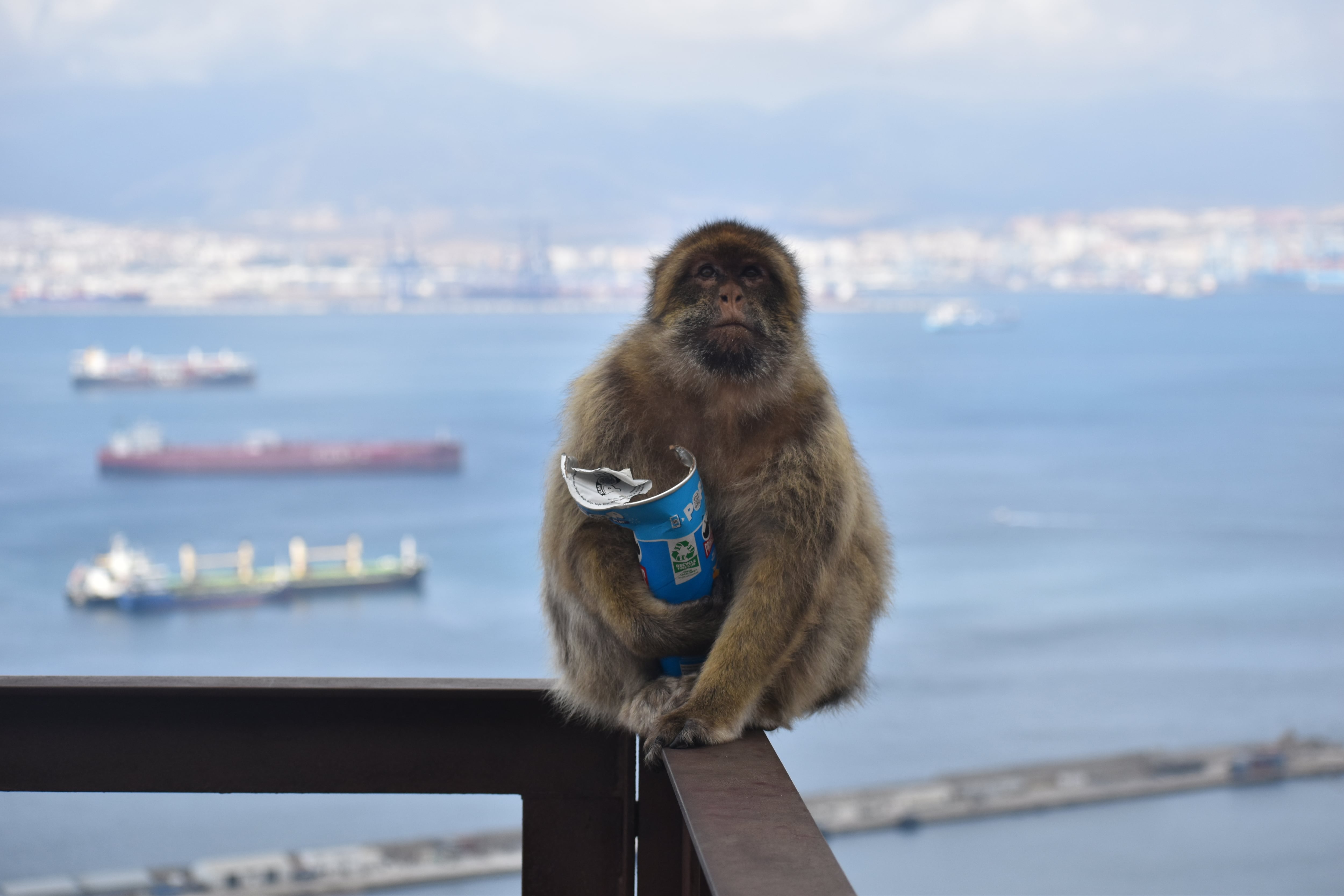 Los monos de Gibraltar, la única población de macacos que vive en libertad en Europa.-EFE/ Proyecto de macacos de Gibraltar/Martín Nicourt