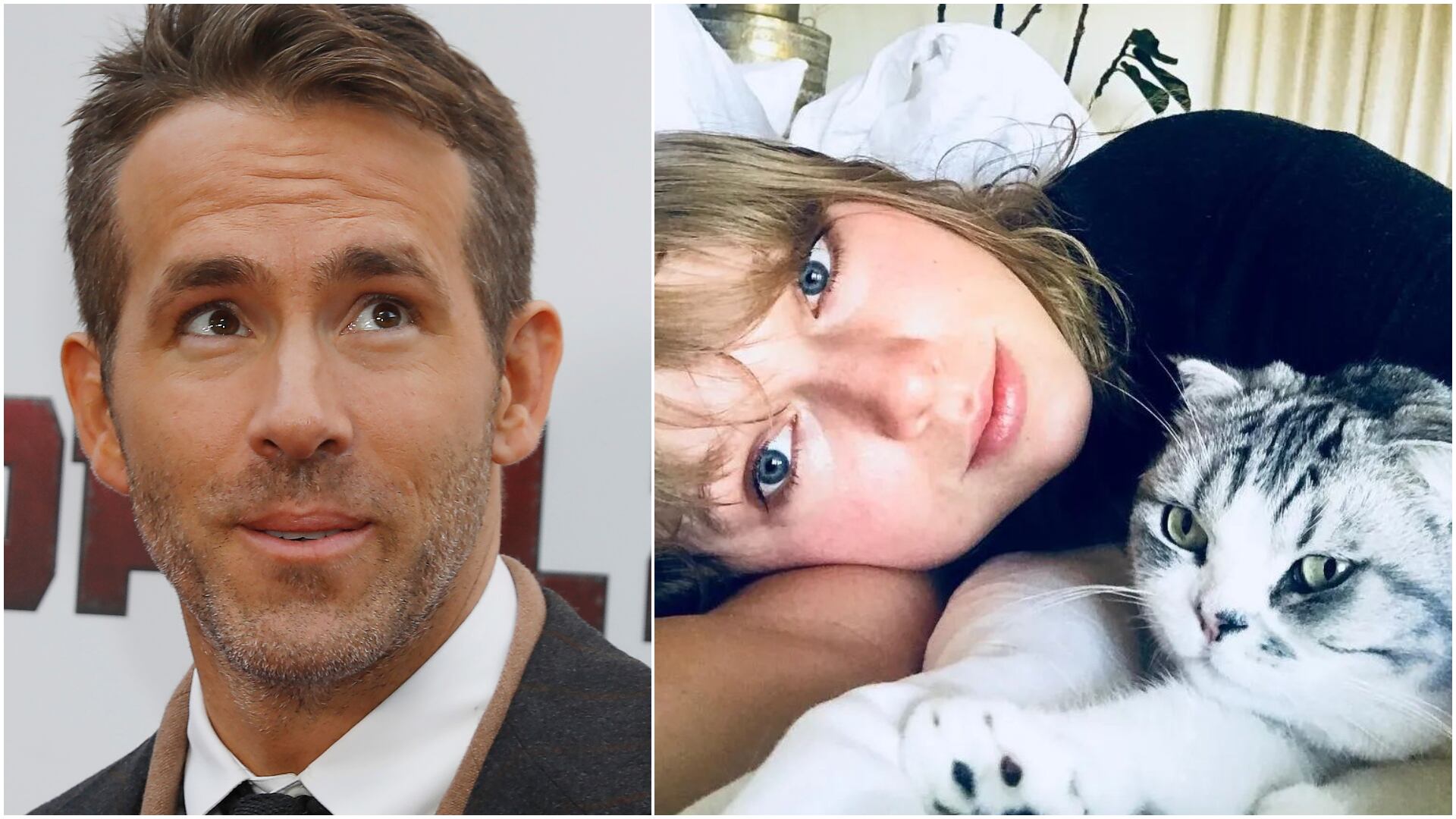 Ryan Reynolds - Taylor Swift gatos