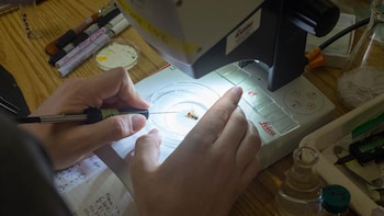 Manos humanas, una abeja dentro de una placa de Petri, un microscopio, herramientas de laboratorio, una mesa de madera y papeles con anotaciones