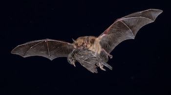 Murciélago pardo en vuelo con alas extendidas, sujetando un ave pequeña de plumaje oscuro en su boca; fondo negro.