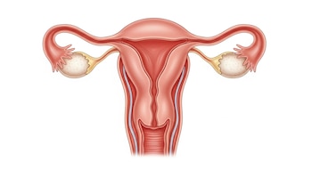 Útero central de color rojizo, dos trompas de Falopio laterales, dos ovarios de forma ovalada, y la parte superior de la vagina.