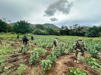 Destrucción plantas marihuana Michoacán
