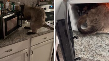 Debido a su divertido