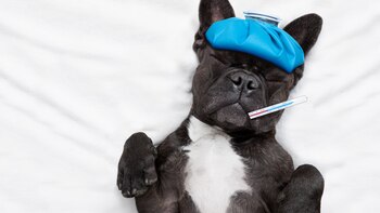 Por primera vez en Argentina