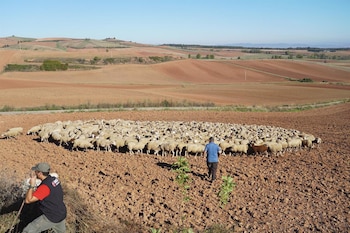 Imagen 2BR5BH7FF5GOBKKIC7RZTMIR54