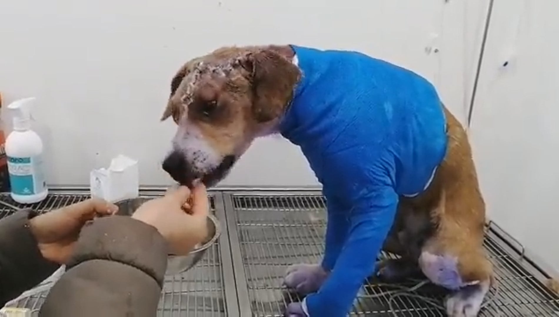El caso de Ángel, el perrito despellejado en Saboyá, Boyacá, impulsó la Ley Ángel y reabrió la discusión sobre protección animal en Colombia - crédito Asociación de Protección Animal Mi Mejor Amigo / X