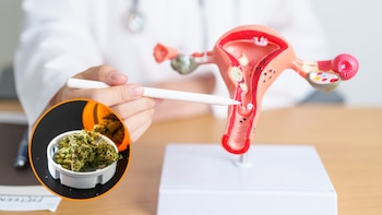 Los derivados del cannabis podrían