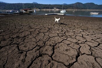 Un perro recorre las orillas