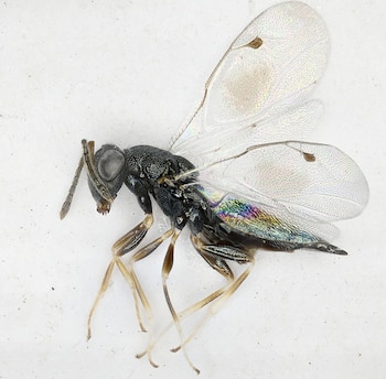 Avispa de agallas de cuerpo negro y brillante, con patas delgadas, alas transparentes y abdomen con reflejos iridiscentes, sobre un fondo blanco