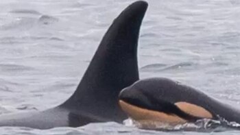 Estudios recientes sugieren que los