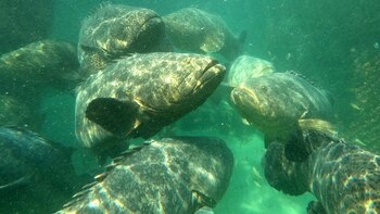 Pez mero. La primera reproducción